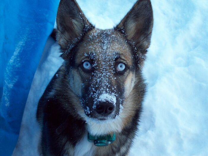 Shelby Again....she Loved Playing In The Snow!!