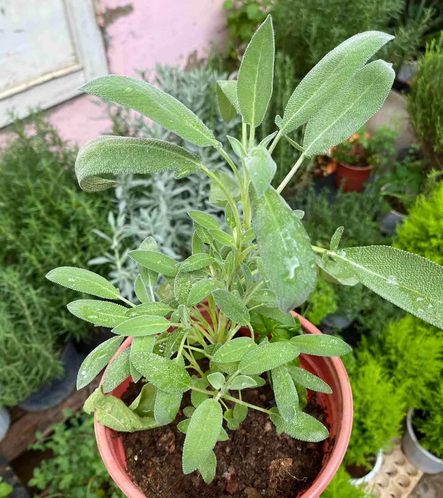 Potted sage (Salvia officinalis)