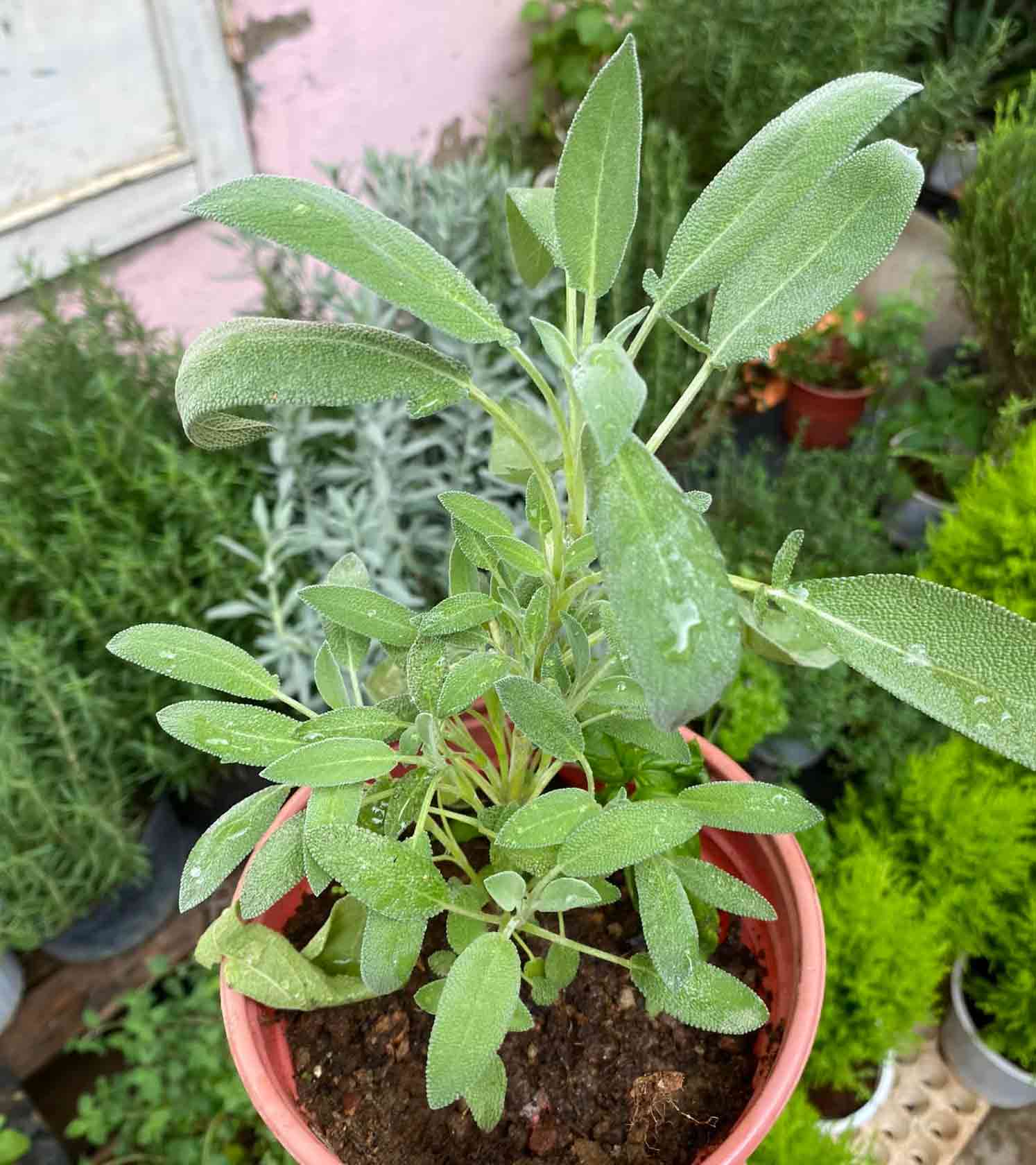 Potted sage (Salvia officinalis) Potted sage (Salvia officinalis)