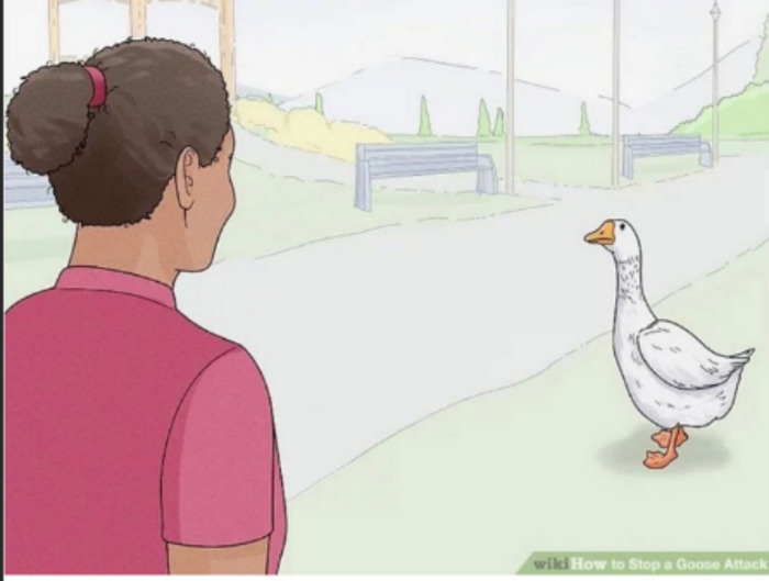 How To Have A Staring Contest With A Goose