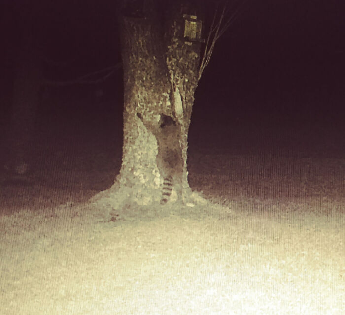 The Largest Raccoon I've Ever Seen Going After The Birdseed... Again