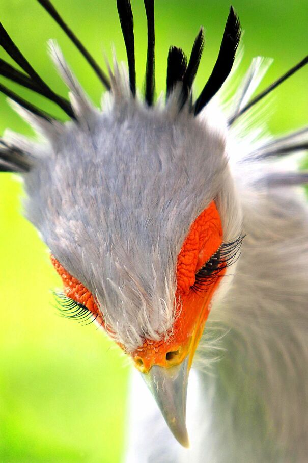 Secretary-bird-656906ead11b4.jpg