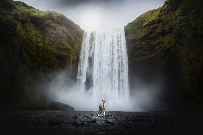 Silva The Whippet Being Brave In Front Of Skogafoss