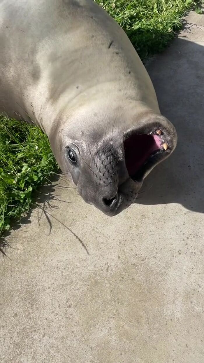 Niel The Seal Terrorizes Tiny Tasmanian Town And The Internet Adores Him Niel The Seal Terrorizes Tiny Tasmanian Town And The Internet Adores Him