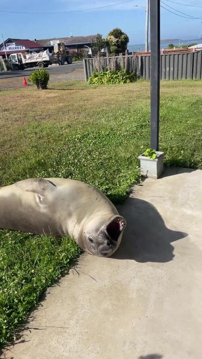 Niel The Seal Terrorizes Tiny Tasmanian Town And The Internet Adores Him Niel The Seal Terrorizes Tiny Tasmanian Town And The Internet Adores Him