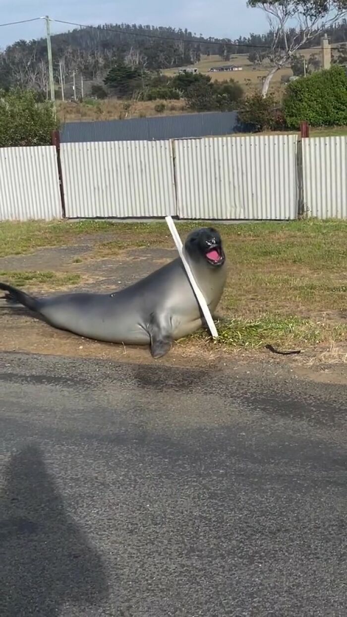 Niel The Seal Terrorizes Tiny Tasmanian Town And The Internet Adores Him Niel The Seal Terrorizes Tiny Tasmanian Town And The Internet Adores Him