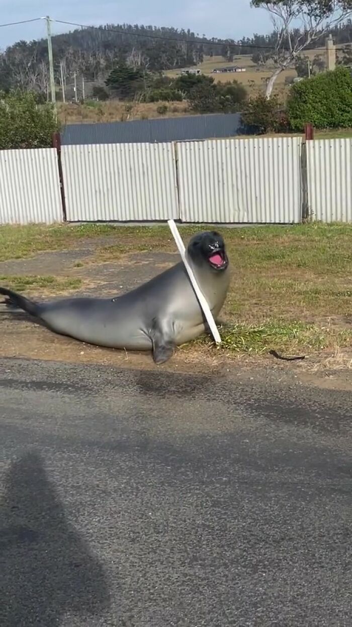 Niel The Seal Terrorizes Tiny Tasmanian Town And The Internet Adores Him