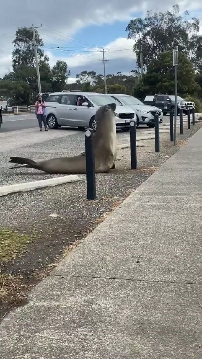 Niel The Seal Terrorizes Tiny Tasmanian Town And The Internet Adores Him Niel The Seal Terrorizes Tiny Tasmanian Town And The Internet Adores Him