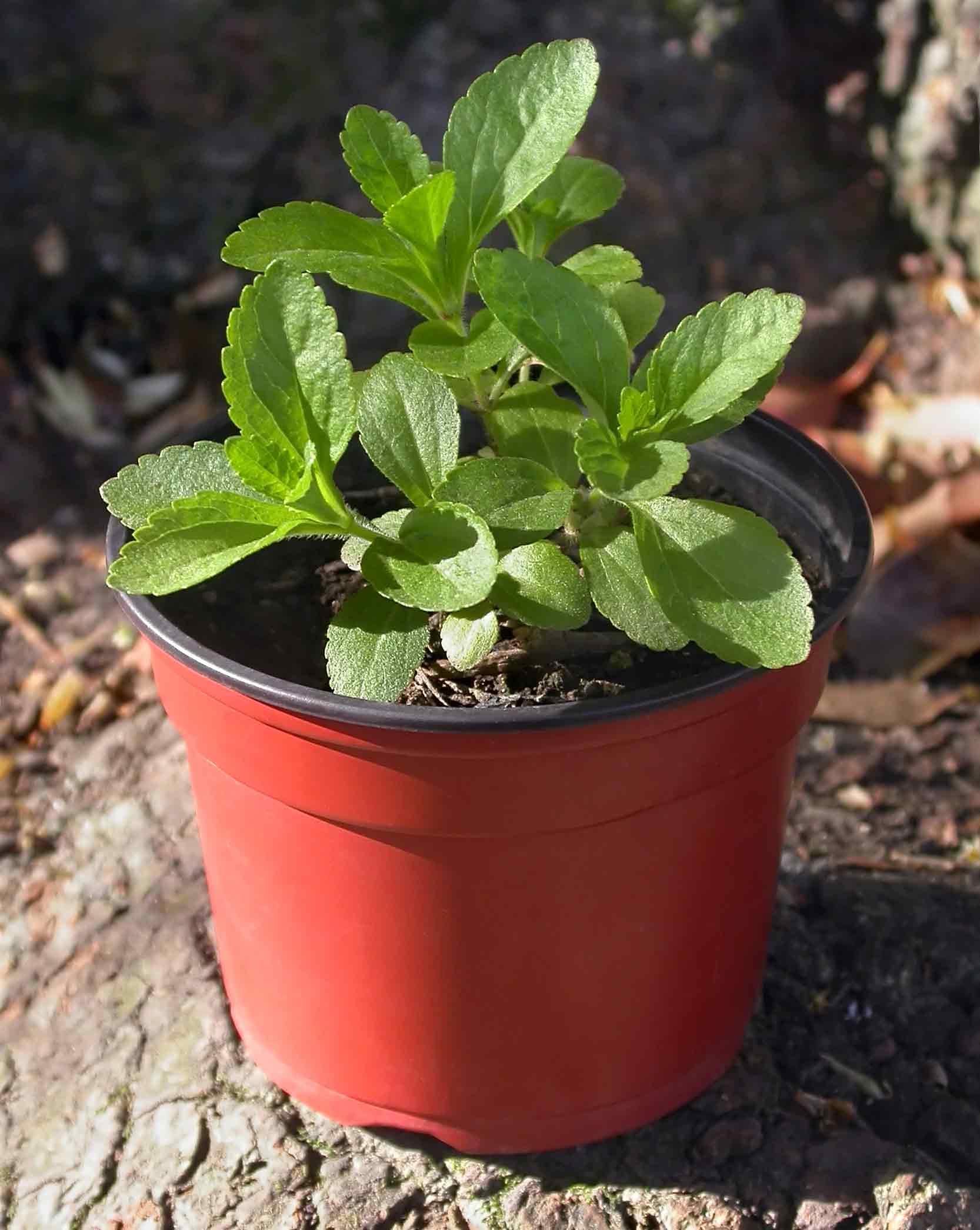 Stevia (Stevia rebaudiana) plant in a pot