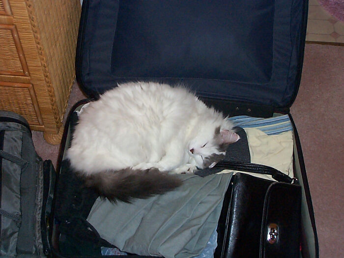 My Cat Tatters As We Were Packing For A Trip