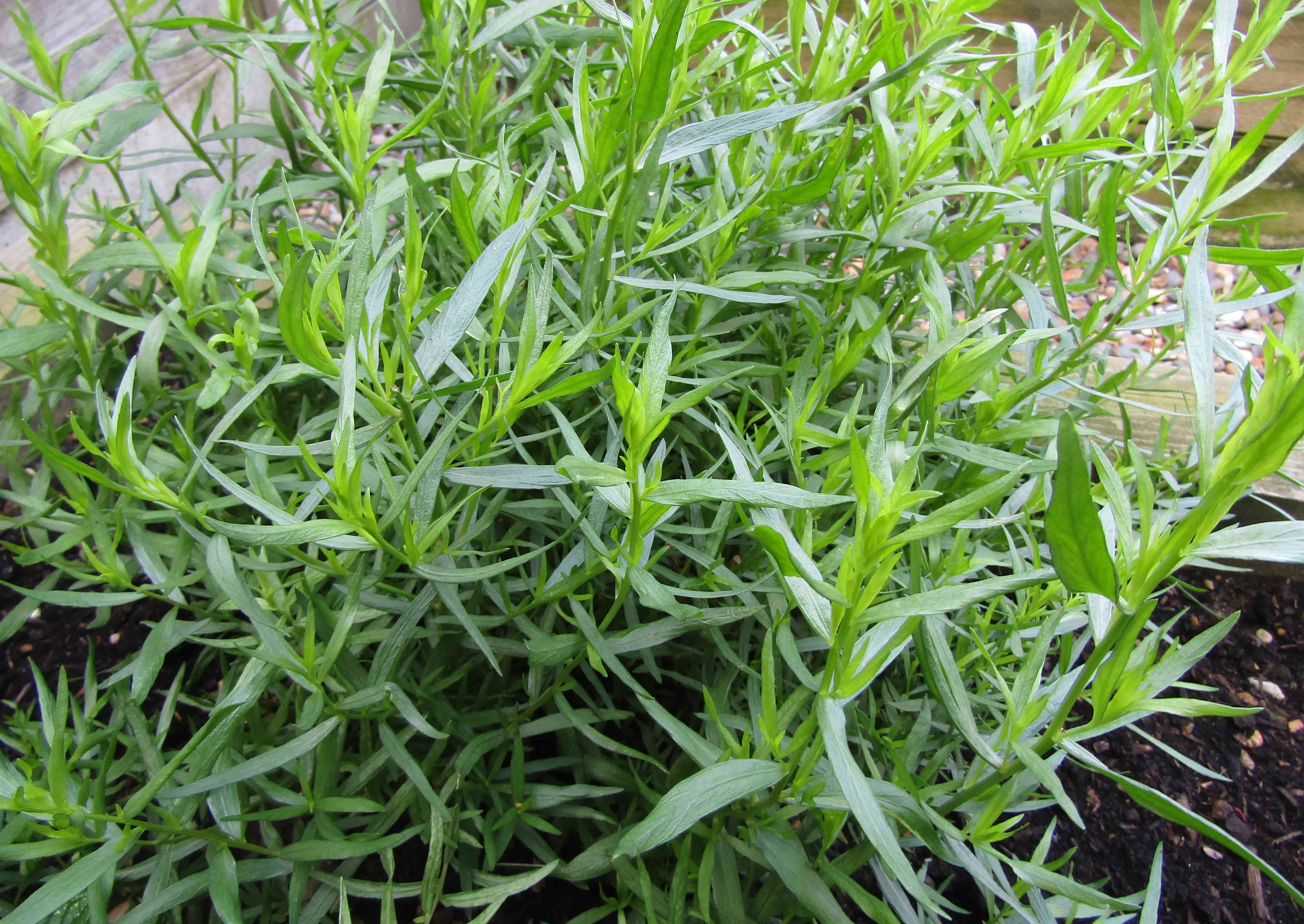 Tarragon (Artemisia dracunculus) plant