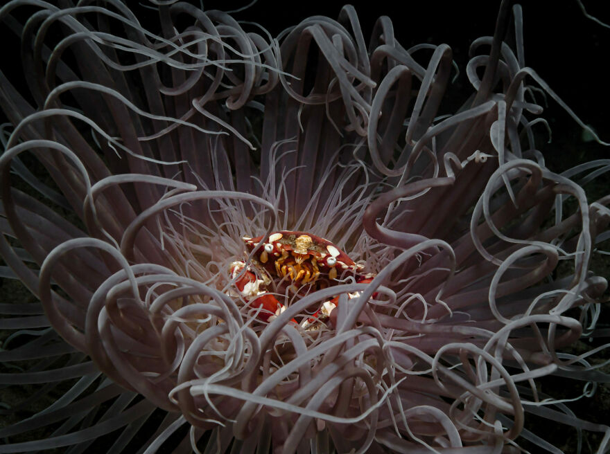 The Ocean Photographer Of The Year, 2nd Place Winner Andrei Savin