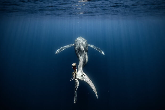A Humpback Whale Who Will Sadly Pass, It Speaks To Me Despite Its Tragedy