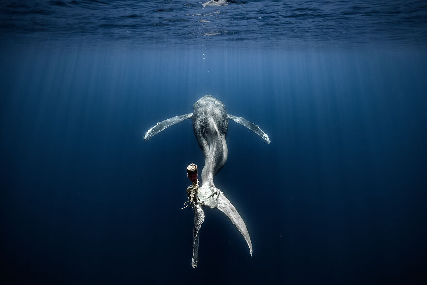 The Ocean Photographer Of The Year, 3rd Place Winner Alvaro Herrero Lopez-Beltran