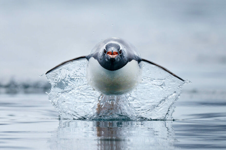 Wildlife Photographer Of The Year, 2nd Place Winner Craig Parry