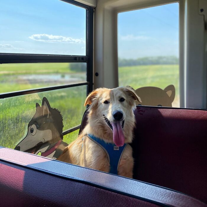 Guy Converts A School Bus To Take Dogs On Daily Adventures Guy Converts A School Bus To Take Dogs On Daily Adventures
