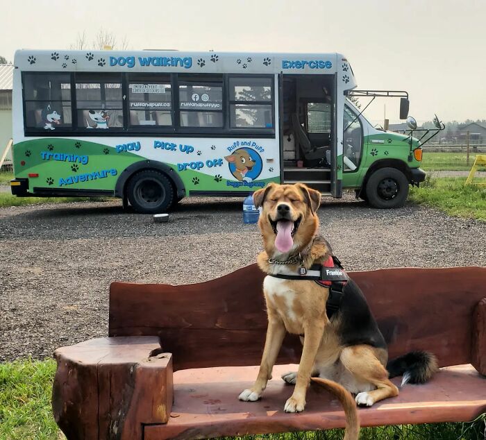 Guy Converts A School Bus To Take Dogs On Daily Adventures