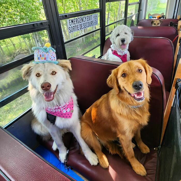 Guy Converts A School Bus To Take Dogs On Daily Adventures Guy Converts A School Bus To Take Dogs On Daily Adventures