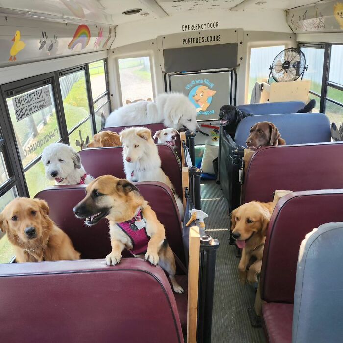 Guy Converts A School Bus To Take Dogs On Daily Adventures Guy Converts A School Bus To Take Dogs On Daily Adventures