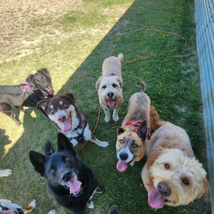 Guy Converts A School Bus To Take Dogs On Daily Adventures Guy Converts A School Bus To Take Dogs On Daily Adventures