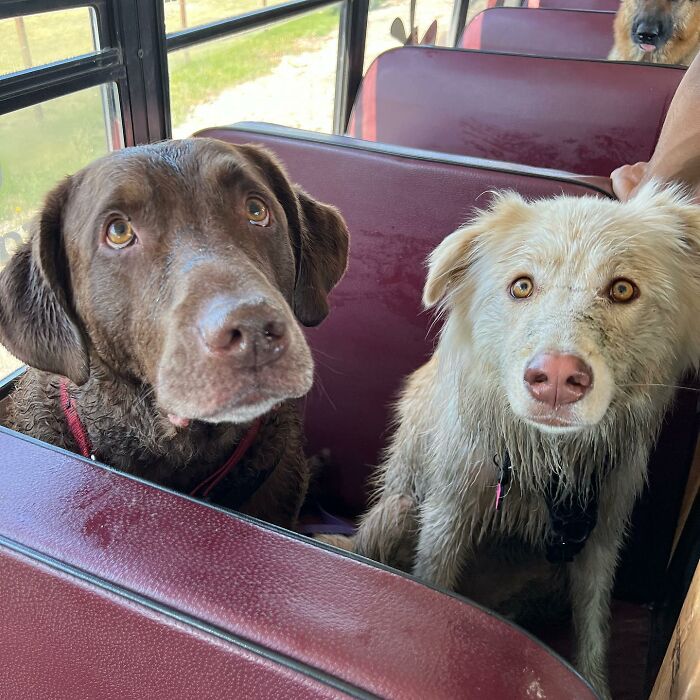 Guy Converts A School Bus To Take Dogs On Daily Adventures Guy Converts A School Bus To Take Dogs On Daily Adventures