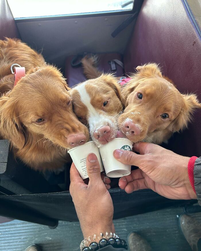 Guy Converts A School Bus To Take Dogs On Daily Adventures Guy Converts A School Bus To Take Dogs On Daily Adventures