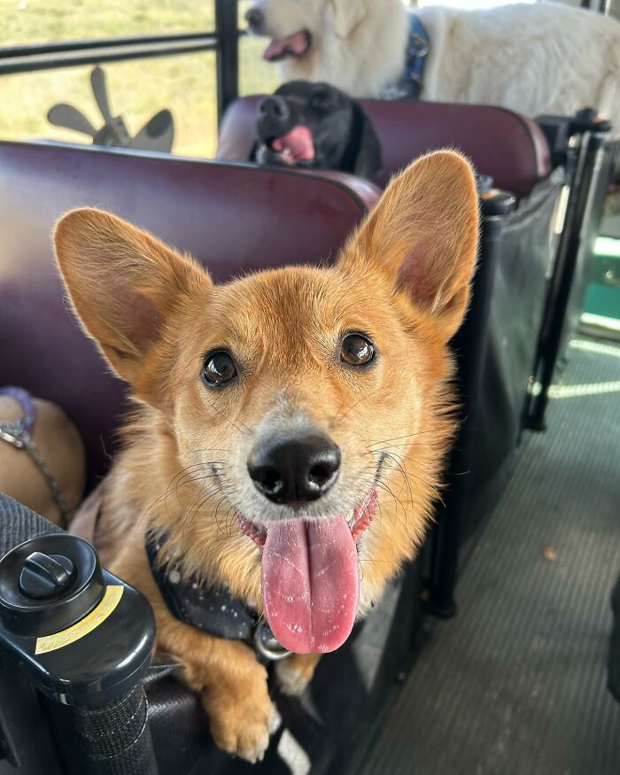 Guy Converts A School Bus To Take Dogs On Daily Adventures Guy Converts A School Bus To Take Dogs On Daily Adventures