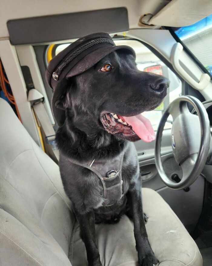 Guy Converts A School Bus To Take Dogs On Daily Adventures Guy Converts A School Bus To Take Dogs On Daily Adventures