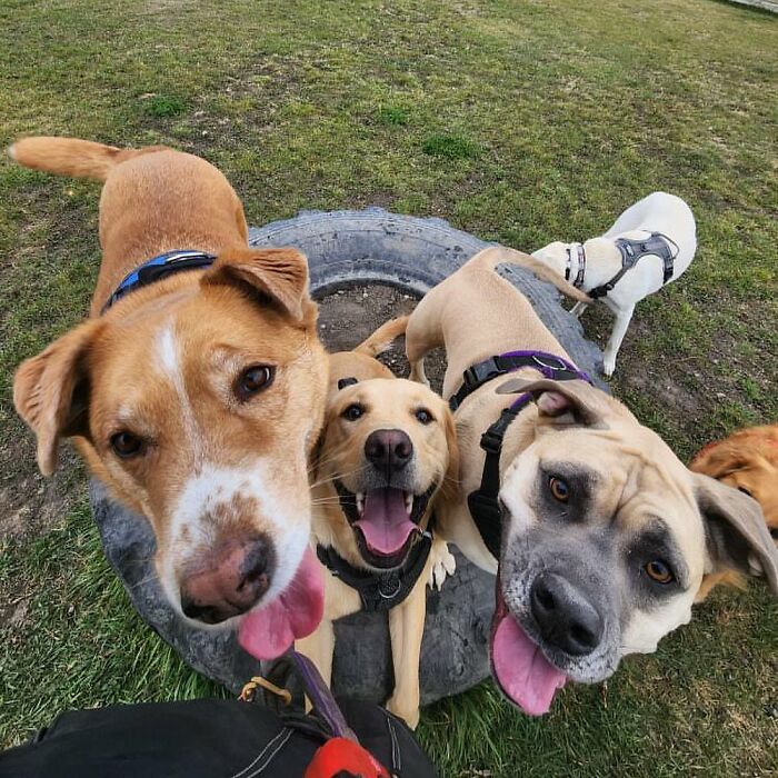 Guy Converts A School Bus To Take Dogs On Daily Adventures Guy Converts A School Bus To Take Dogs On Daily Adventures