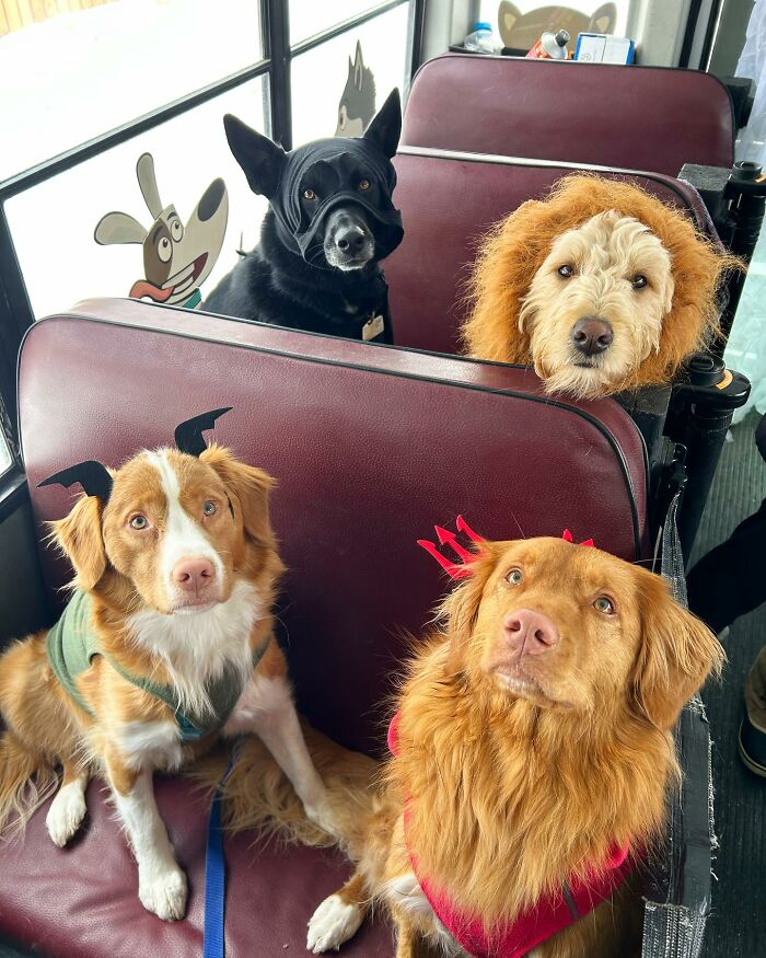 Guy Converts A School Bus To Take Dogs On Daily Adventures Guy Converts A School Bus To Take Dogs On Daily Adventures