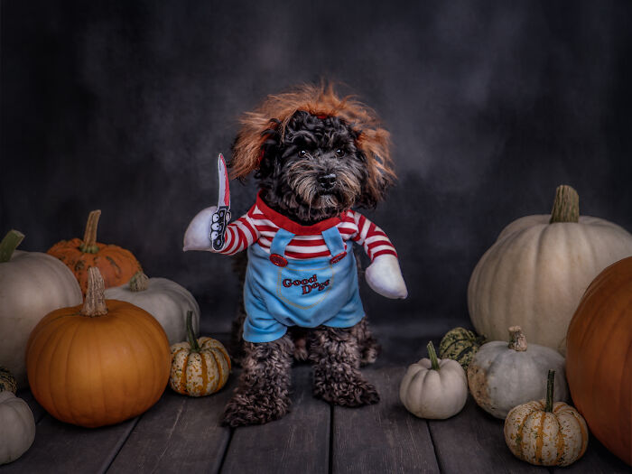 Halloween Pawtrait Shoot (4 Pics) Halloween Pawtrait Shoot (4 Pics)