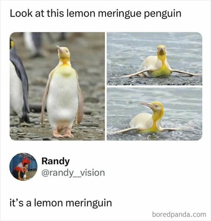 Lemon Meringuin