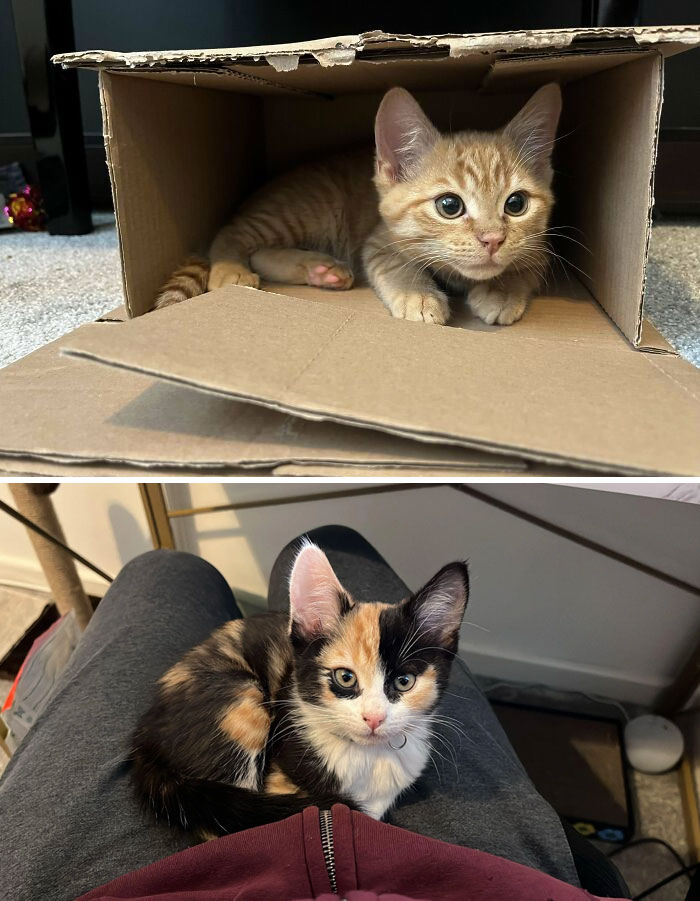 We Adopted Two Kittens!
