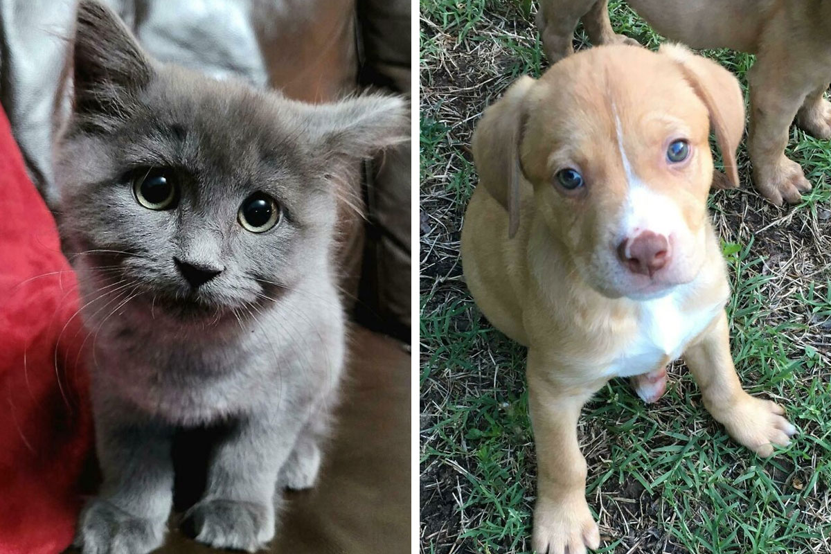 50 Of The Most Heartwarming Pics Of Happily Adopted Pets (December