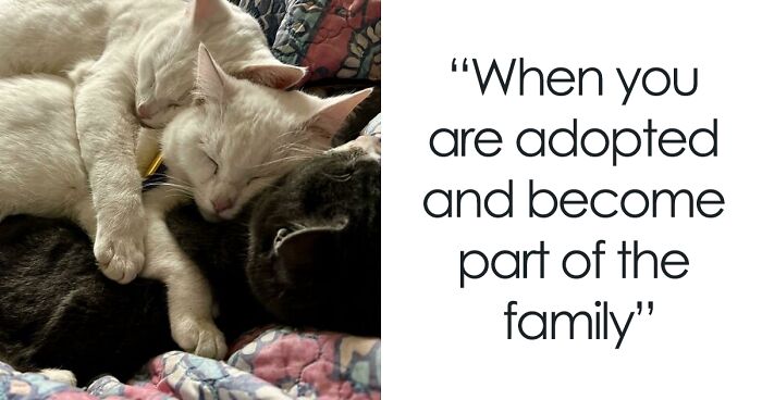 50 Of The Most Heartwarming Pics Of Happily Adopted Pets (December Edition)