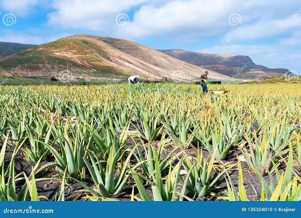 aloe-vera-fields-plantation-lanzarote-canary-islands-spain-135324010.jpg