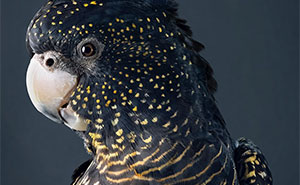 37 New Photos Of Perfectly Posed Birds Captured By Photographer Leila Jeffreys