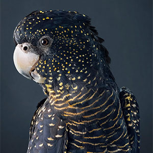 37 New Photos Of Perfectly Posed Birds Captured By Photographer Leila Jeffreys