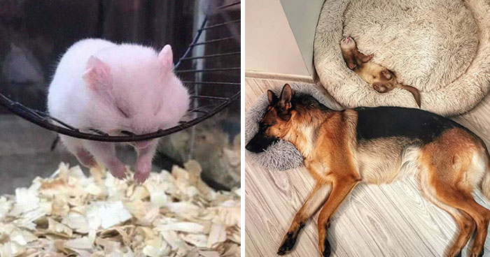50 Times People Noticed Animals Enjoying A Nap And Just Had To Take A Picture