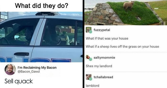 “Animals Doing Things”: 50 Funny And Wholesome Animal Memes And Pics To Make You Smile