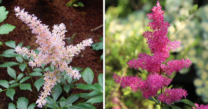 How to Grow & Care for Astilbe Plants: Everything from A to Z