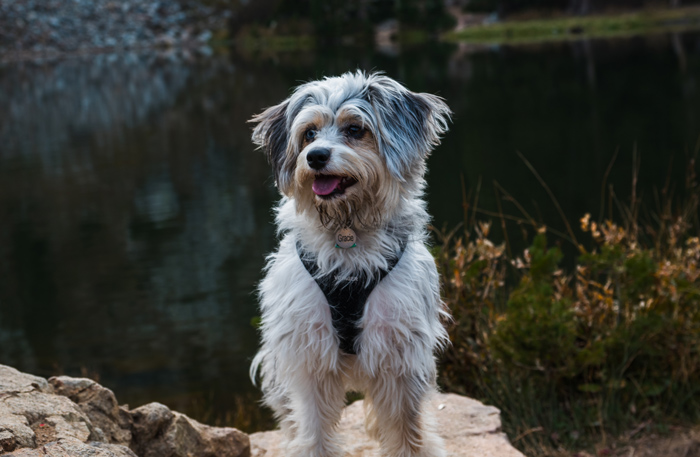Aussiedoodle dog standing outdoors by a lake, looking happy and alert. Aussiedoodle dog standing outdoors by a lake, looking happy and alert.