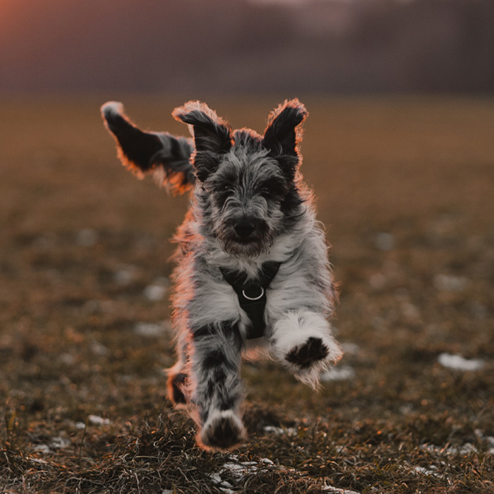 Aussiedoodle dog energetically running toward the camera in an open field at sunset. Aussiedoodle dog energetically running toward the camera in an open field at sunset.
