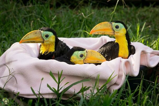 baby-toucan-6583108bdcb03.jpg