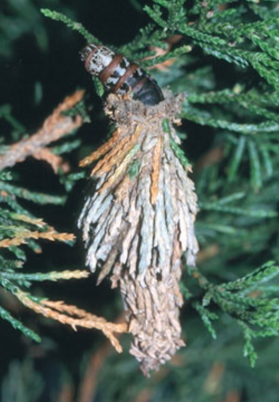 bagworm-6583b9371280e.jpg
