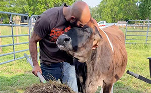 A 19-Year-Old Blind Cow Got Another Chance At Life And She Refuses To Stop Cuddling With Her Rescuers