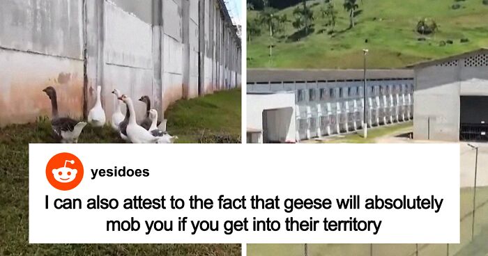 Brazilian Prison Uses Instinctively Protective “Geese Agents” To Ensure Inmates Don’t Escape