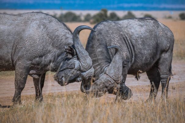 buffalo-males-sparring-657cbfc28ab9d.jpg
