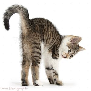 tomaxmarshall avatar