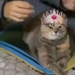 alizon_daniela9 avatar